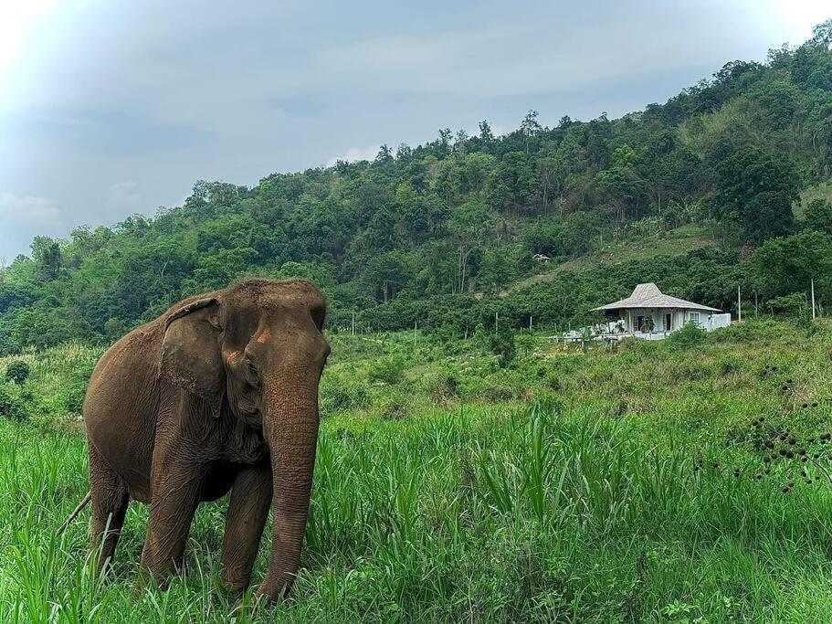 Elephantpoolvilla Maetang Chiangmai Ban Muang Kut Dış mekan fotoğraf